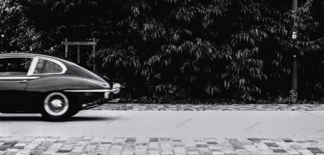 Photo 30x63 cm • hors champs • JAGUAR • APR235